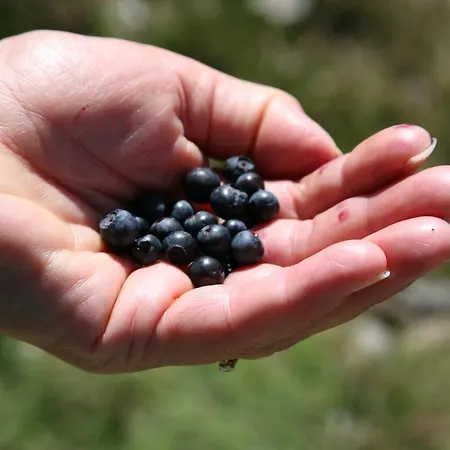 فندق Le Glacier غوريت